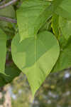 Southern catalpa